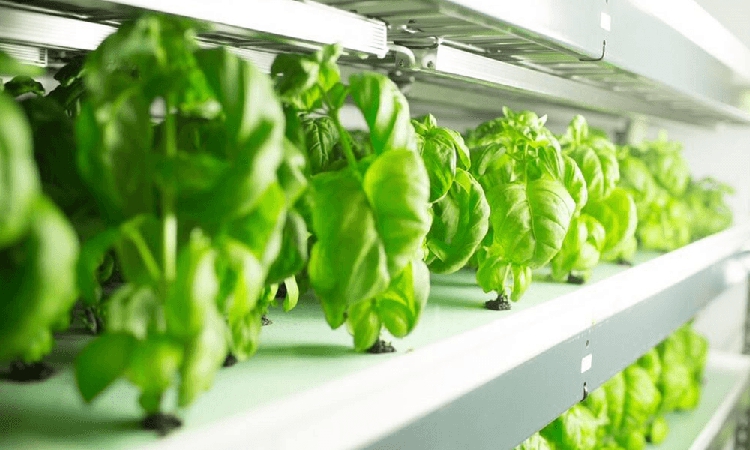 FreshBox Farms делает ставку на количество, а не на технологии