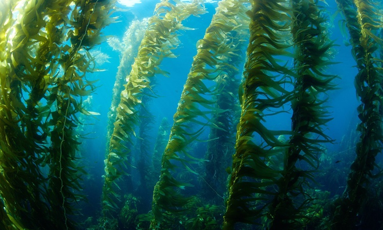 Marine BioEnergy – underwater elevators for growing biofuel