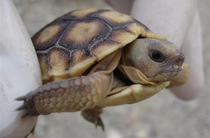 Autodesk помогает создать 3D-копии панциря для спасения вида пустынной черепахи