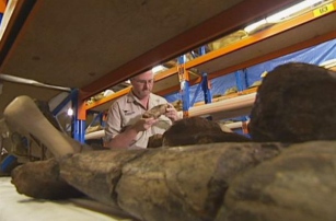 Квинсленд хочет привлечь туристов с помощью 3D-печатных динозавров