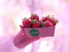 Agricool: in which season you prefer strawberry?