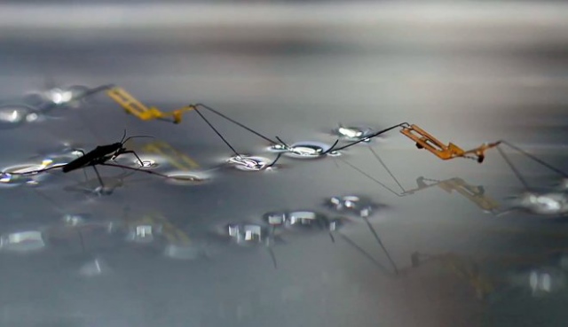 Гарвардские ученые создали робота-водомерку