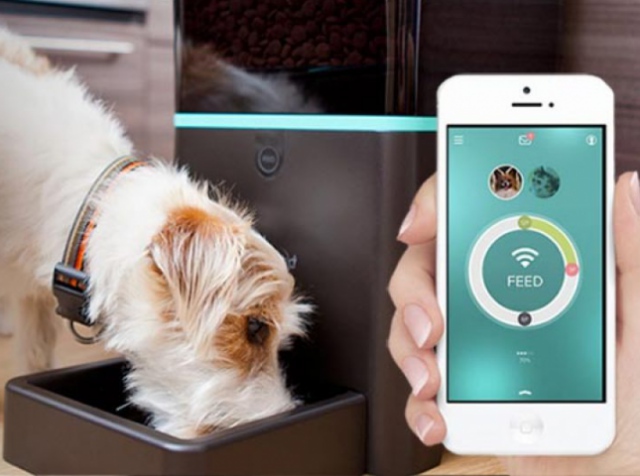 Top 5 smart devices for pets