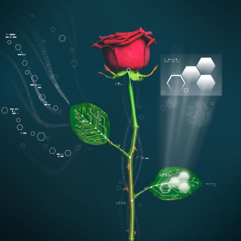 Ученые интегрировали электронику в живую розу