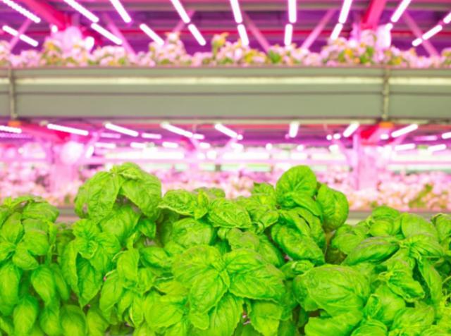 In 5 years, world market of vertical farms will reach $6 billion in size