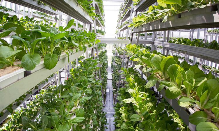 Hugest European vertical farm to appear in the Netherlands 